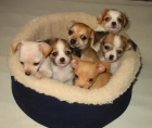 Perros CHIHUAHUA preciosos cachorros con pedigree - mejor precio | unprecio.es