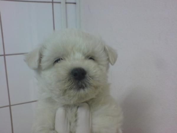 Perros pequeños y medianos, perros, cachorros, criadero, venta.   Cocker, Bichón Frise, Jack Russell, Kyi Leo, Lhasa Aps