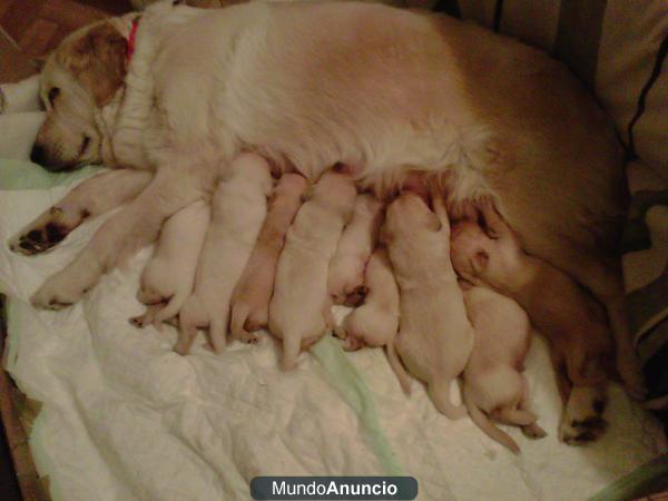 Preciosa camada de Golden Retriever