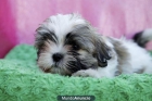 preciosa camada shih tzu 200€ - mejor precio | unprecio.es