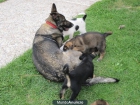 Regalo cachorros - mejor precio | unprecio.es