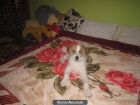 Regalo lindo cachorro de 7 meses mestizo jack terrier con gos d\'atura - mejor precio | unprecio.es