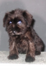 SCHNAUZER miniatura negros - mejor precio | unprecio.es