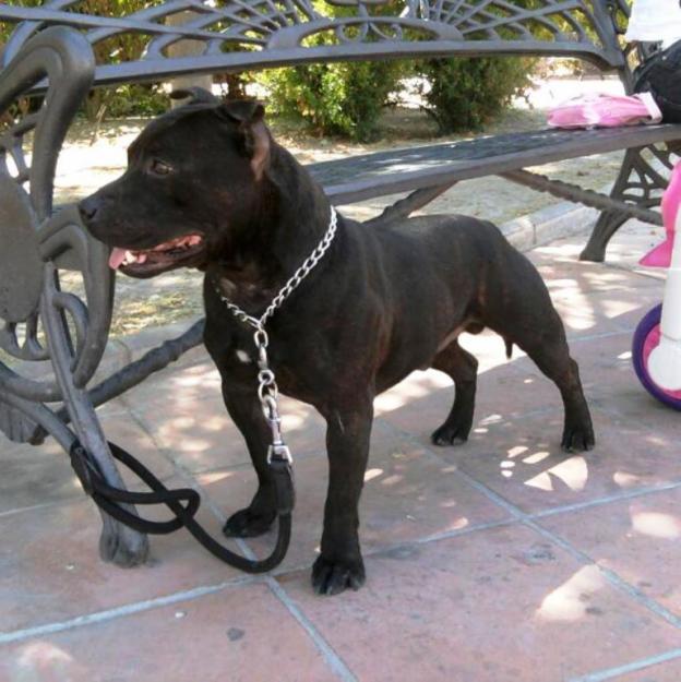 staffordshire bull terrier macho para montas.