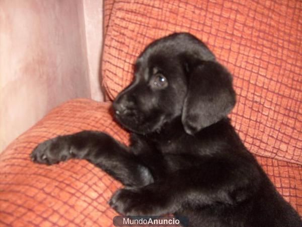 vendo mis preciosos labrdores