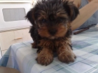 Yorkshire terrier toy - mejor precio | unprecio.es