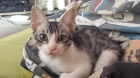 Precioso gatín encantador en adopción - mejor precio | unprecio.es