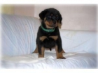 ADRK Pedigree cachorro de campeones mundiales-BES - mejor precio | unprecio.es