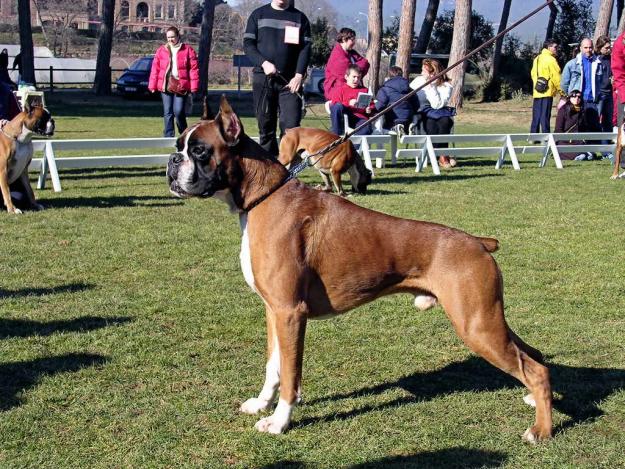 Boxer semental disponible para montas