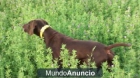 Cachorros de mis perros de caza - mejor precio | unprecio.es