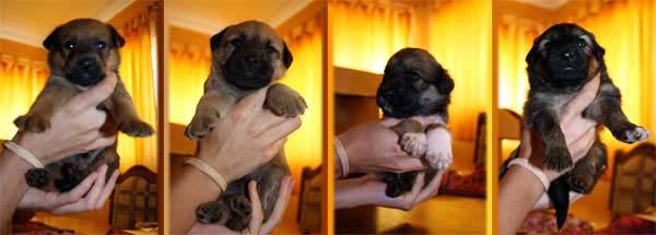 DOY EN ADOPCION 4 CACHORROS DE 4 SEMANAS