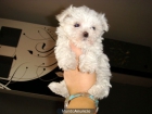 Excenetes bichon maltes mini pura raza - mejor precio | unprecio.es