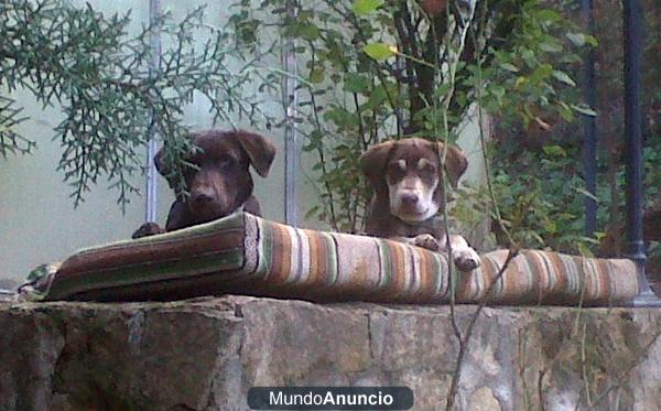 julieta y cabezon mestizos de braco buscan un hogar