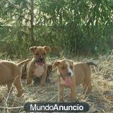 Regalo  Camada de American Staffordshire Terrier
