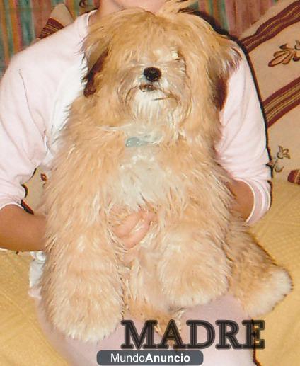 shih tzu regalados