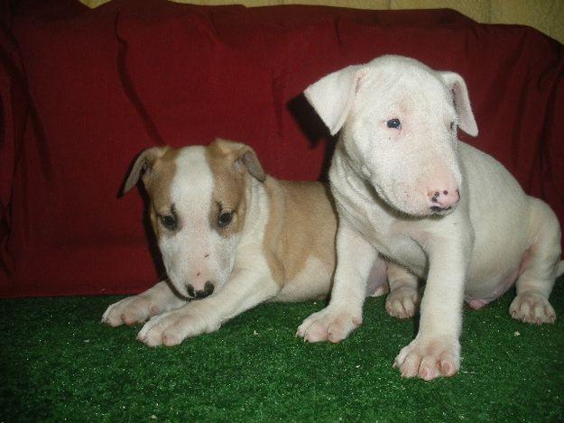 BULLTERRIER, ¡LOS MAS GUAPOS!