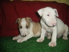 BULLTERRIER, ¡LOS MAS GUAPOS! - mejor precio | unprecio.es