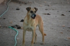 Adopta a Moma - mejor precio | unprecio.es