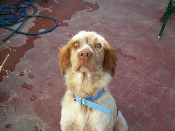 bretona en adopción