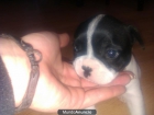 bulldogs frances guapisimos - mejor precio | unprecio.es