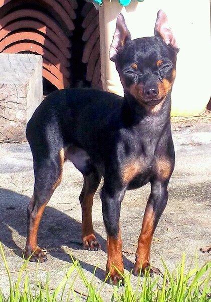 Busco novia para mi mini pincher