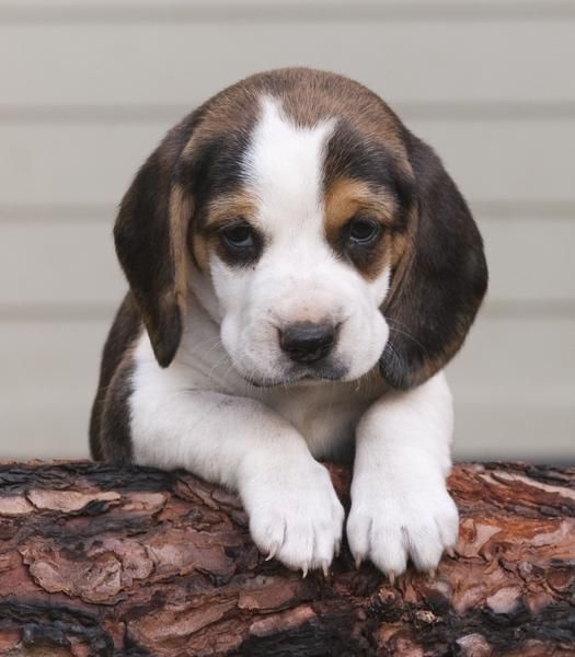 cachorritos de beagle