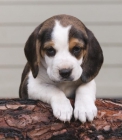 cachorritos de beagle - mejor precio | unprecio.es