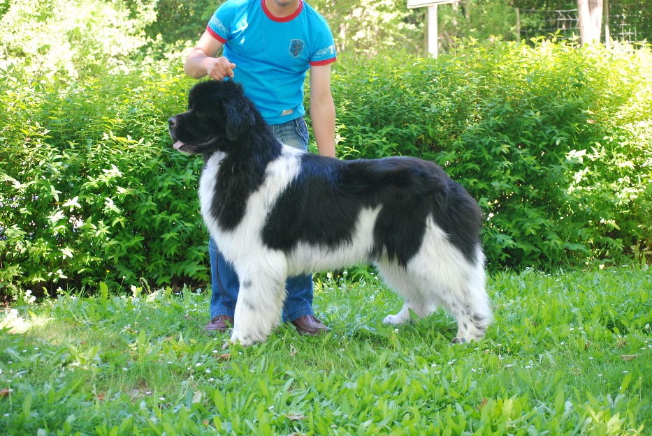 Cachorros terranova