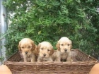 cocker spaniel dorados - mejor precio | unprecio.es