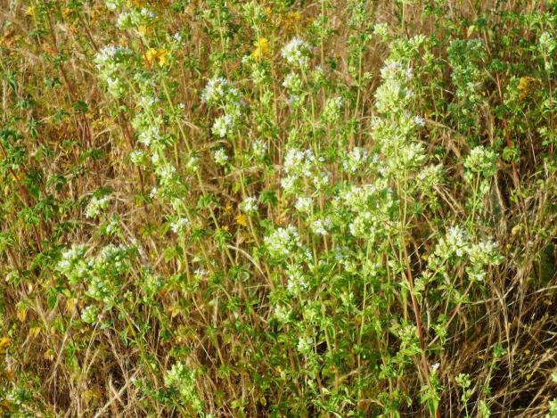 manojos de oregano silvestre en rama