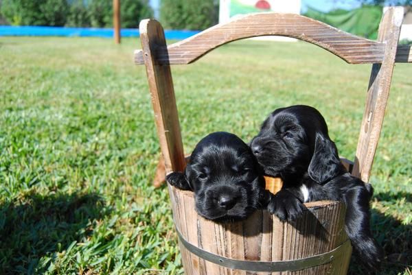 Preciosos cachorros de Cocker Spaniel pura raza