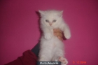 regalo gatas albinas persa 686 17 43 41 - mejor precio | unprecio.es