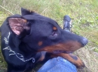 Vendo doberman - mejor precio | unprecio.es