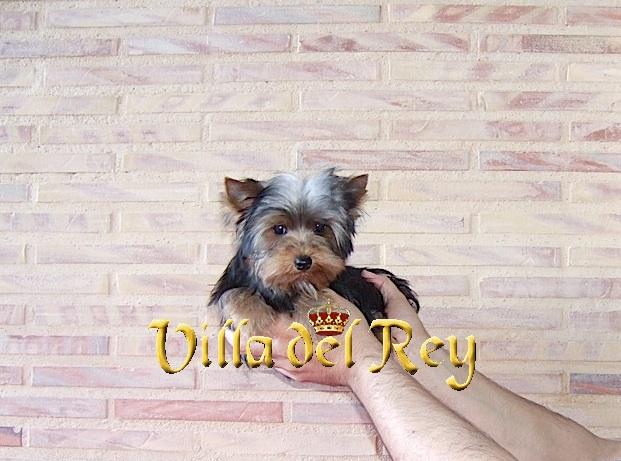 Yorkshire Macho de 6 meses