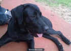 Busco a Rocco mi perro, tel: 689319389. - mejor precio | unprecio.es