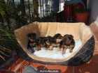 Cachorros de Yorkshire - mejor precio | unprecio.es