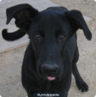 COSMO x pastor belga y labrador precioso en adopcion - mejor precio | unprecio.es