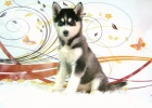 HUSKY SIBERIANO CACHORROS CON PEDIGRE - mejor precio | unprecio.es