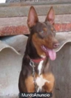 OFREZCO PODENCO ORITO LEJITIMO PARA MONTA - mejor precio | unprecio.es