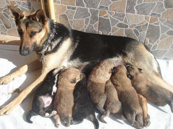 se regalan cachorros pastor aleman y su mami / TARRAGONA  O BARCELONA