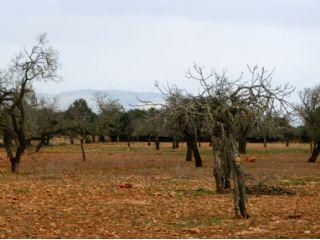 Terreno/Finca Rstica en venta en Llucmajor, Mallorca (Balearic Islands)