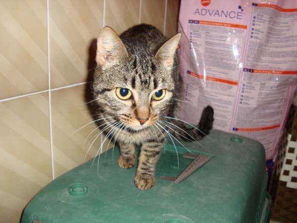 Tigresa, gatita muy cariñosa de 1 año, en adopción
