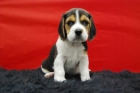 beagle tricolor, camadita impresionante! - mejor precio | unprecio.es