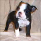 boston terrier gran disponibles para adopción. - mejor precio | unprecio.es