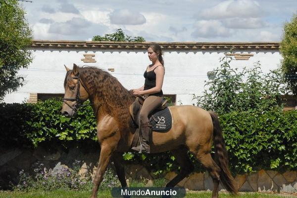 Caballos PRE montados