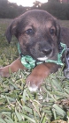 Cachorra en adopción - mejor precio | unprecio.es