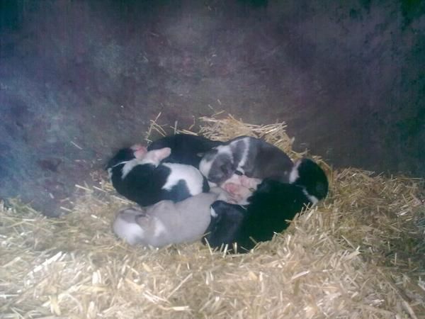 Cachorros COLLIE pura raza, de excelentes padres. Buen precio
