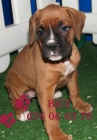 Camada de Boxer, vendo bien - mejor precio | unprecio.es