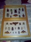 coleccion de insectos grandes de todo el mundo - mejor precio | unprecio.es
