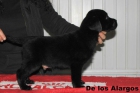 Excelente camada de labrador retriever - mejor precio | unprecio.es
